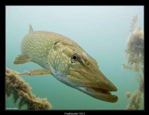 Northern pike by Beate Seiler 